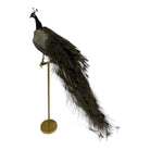 taxidermy

Plumes

peacock

living room

life size

Large art

Home

female

feathers

Brass

birds

bird

Art

mounted

Sculpture

sculptural

bohemian

Boho

feminine

peacock taxidermy

Texas

Green

gray