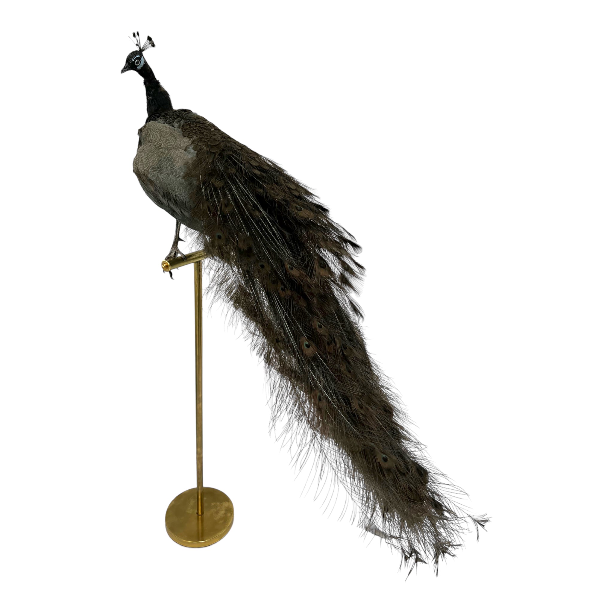 taxidermy

Plumes

peacock

living room

life size

Large art

Home

female

feathers

Brass

birds

bird

Art

mounted

Sculpture

sculptural

bohemian

Boho

feminine

peacock taxidermy

Texas

Green

gray