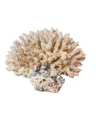 A detailed cream-colored coral sculpture resembling a classic staghorn coral. Numerous small, thin branches radiate upward and outward from a solid base embedded with tiny shells. The surface is densely covered in fine, petal-like scales.