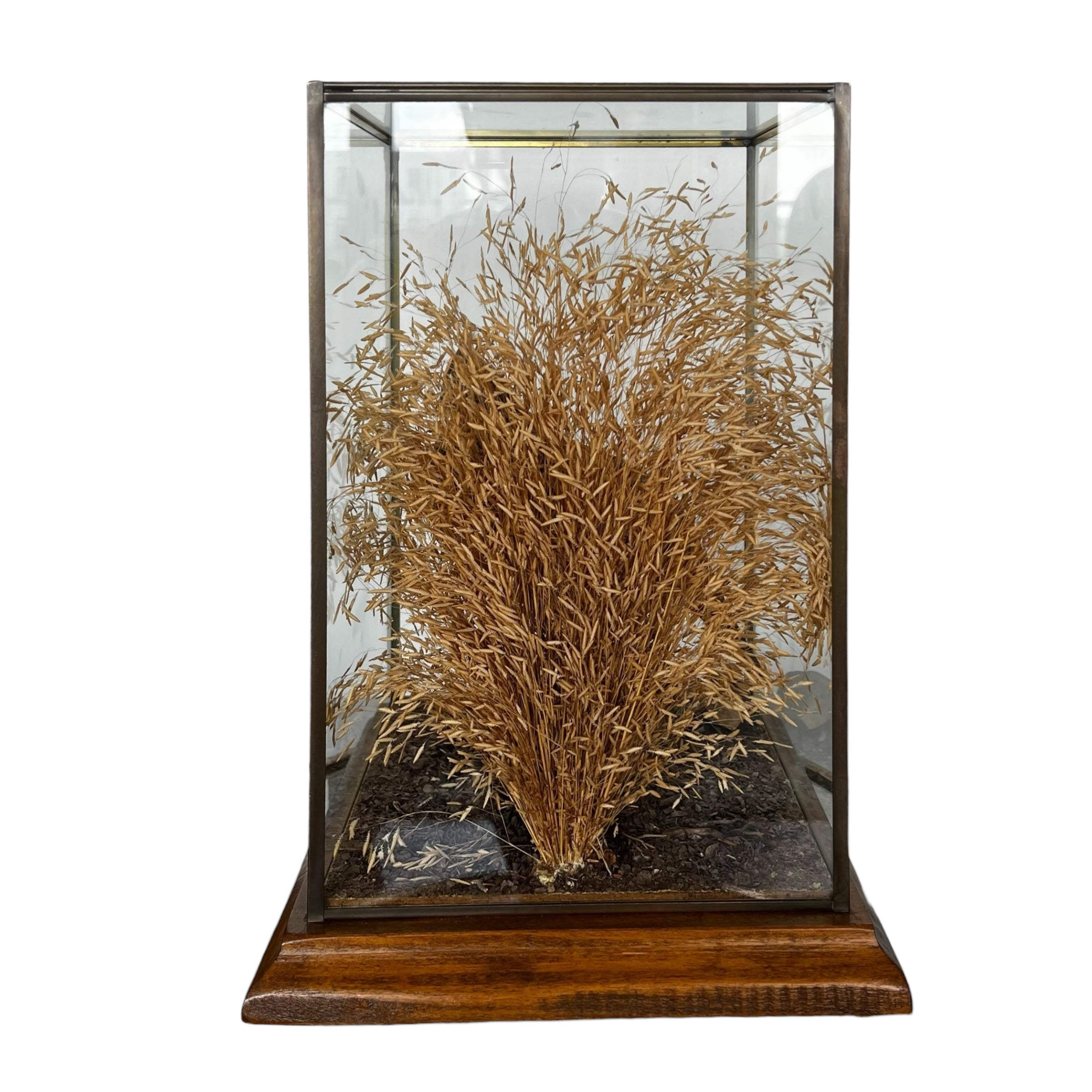 wood

Vintage

taxidermy

Table Top

quail

feathers

Cloche

birds

bird

art under 1000

Art

Vintage Quail Taxidermy Cloche

Vintage Quail Taxidermy

Quail Taxidermy Cloche

Vintage Taxidermy Cloche

Quail Taxidermy

vintage cloche

nature

austin taxidermy

austin quail taxidermy

quail taxidermy austin

