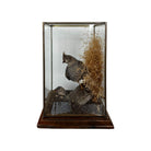 wood

Vintage

taxidermy

Table Top

quail

feathers

Cloche

birds

bird

art under 1000

Art

Vintage Quail Taxidermy Cloche

Vintage Quail Taxidermy

Quail Taxidermy Cloche

Vintage Taxidermy Cloche

Quail Taxidermy

vintage cloche

nature

austin taxidermy

austin quail taxidermy

quail taxidermy austin

