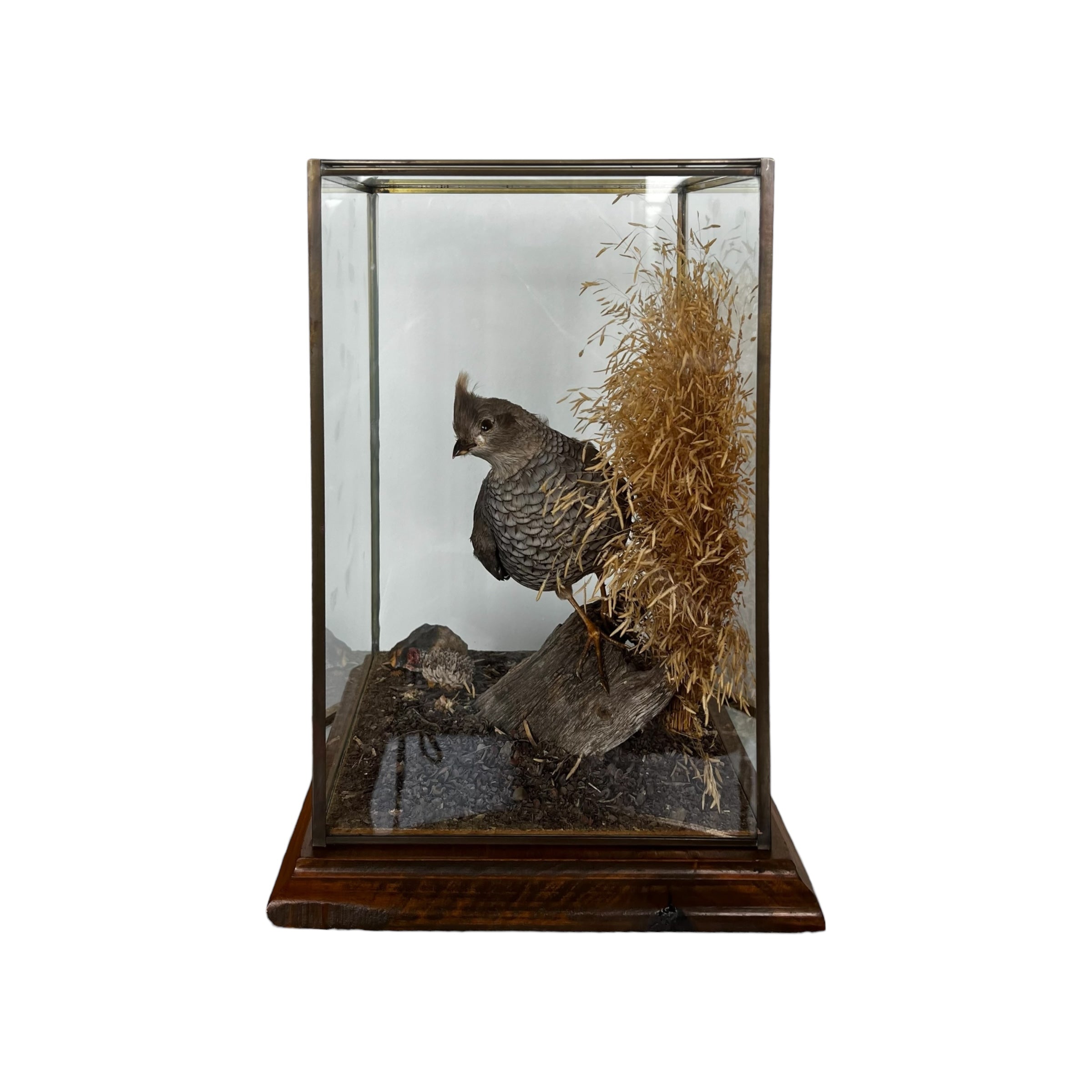 wood

Vintage

taxidermy

Table Top

quail

feathers

Cloche

birds

bird

art under 1000

Art

Vintage Quail Taxidermy Cloche

Vintage Quail Taxidermy

Quail Taxidermy Cloche

Vintage Taxidermy Cloche

Quail Taxidermy

vintage cloche

nature

austin taxidermy

austin quail taxidermy

quail taxidermy austin

