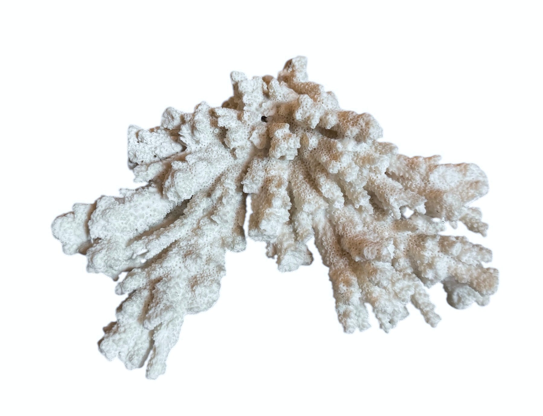 A wide, branching white coral sculpture with a thick central base and flattened, fan-like extensions. The texture is porous and rough, featuring jagged edges and irregular, bumpy ridges across its surface.