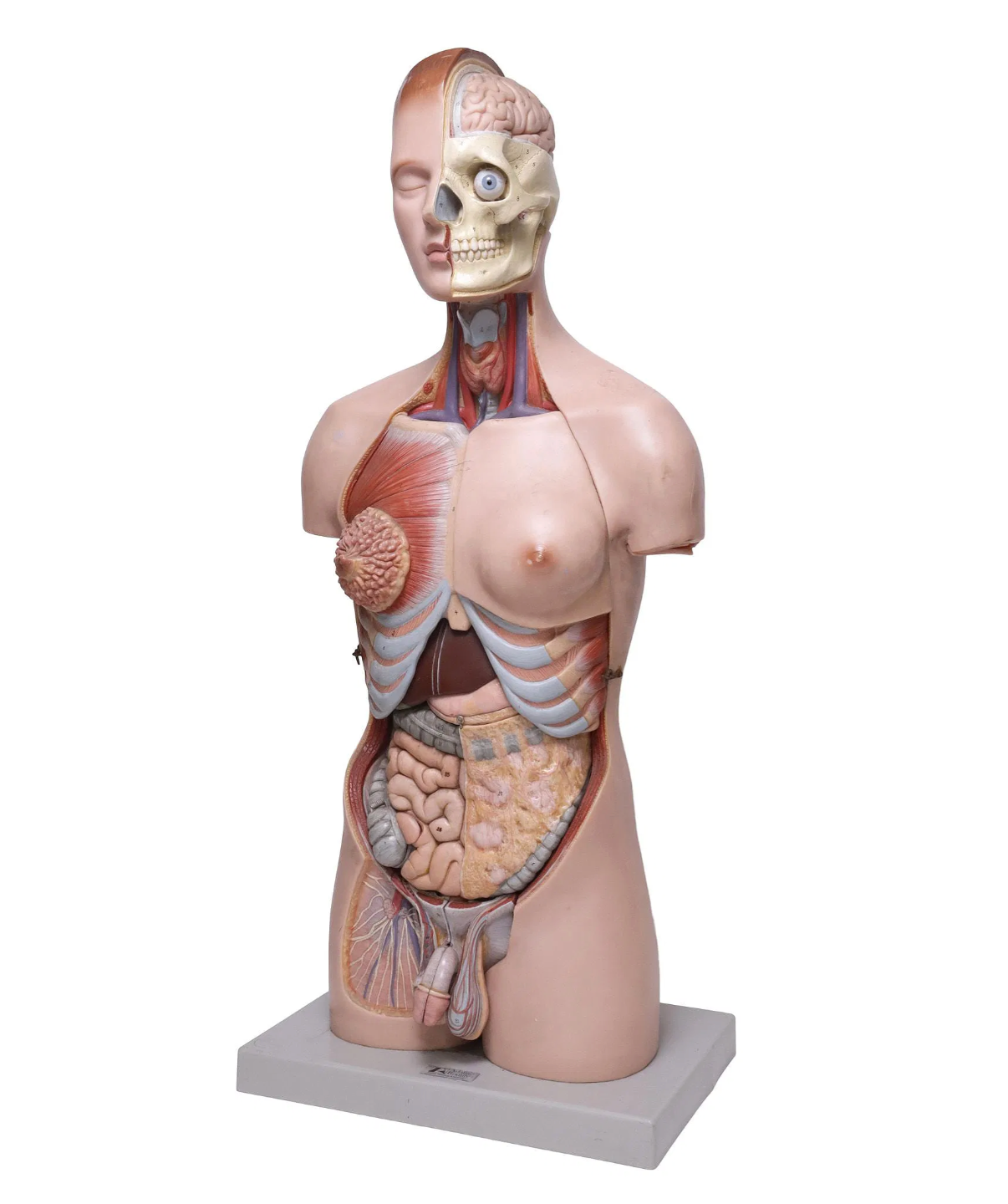 An anatomical torso model on a gray base, showing exposed internal organs, muscles, and a detailed skull with one half covered in skin and the other half exposed.