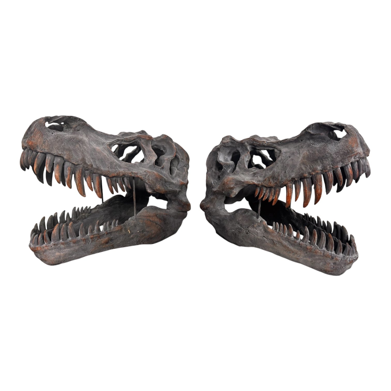 a pair of matching Tyrannosaurus Rex skull sculptures facing inward toward each other against a solid white background. The resin or stone-like replicas are realistically detailed with a weathered, dark gray and brownish-rust finish. Both skulls are sculpted with their jaws wide open, showcasing rows of sharp, pointed teeth with stained orange and brown tips. The skull on the left is angled slightly to the right, and the skull on the right is angled slightly to the left, creating a symmetrical presentation.