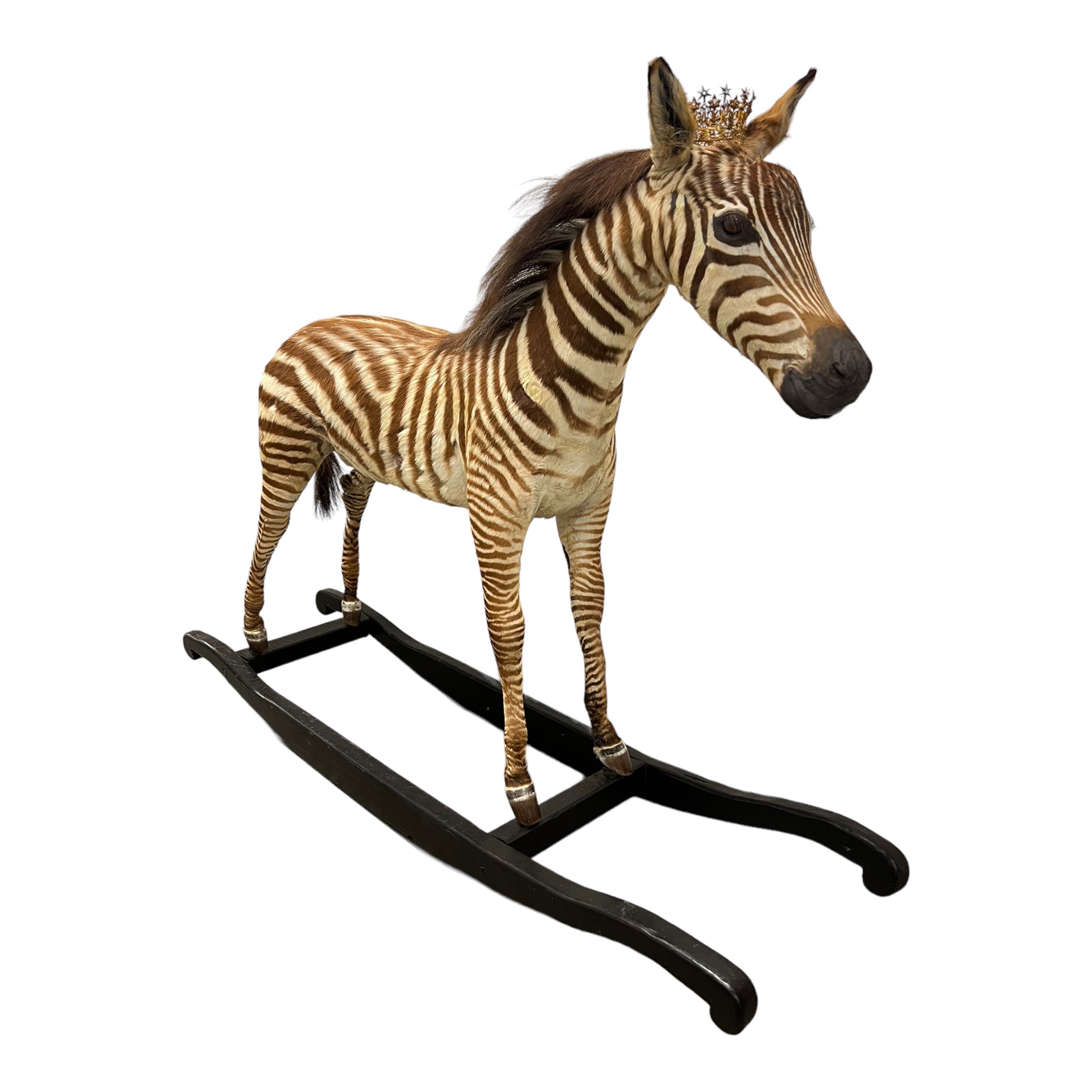 Zebra
zebra taxidermy austin
zebra austin
taxidermy austin

wooden rocker

taxidermy

Sculpture

rocking horse

religious

London

Large art

jeweled

crown

Charolotte

Art

Andre Robolobavich

skirt

adorned

striped

brown

life size

wildlife

safari

ethical

exotic

zebra taxidermy

